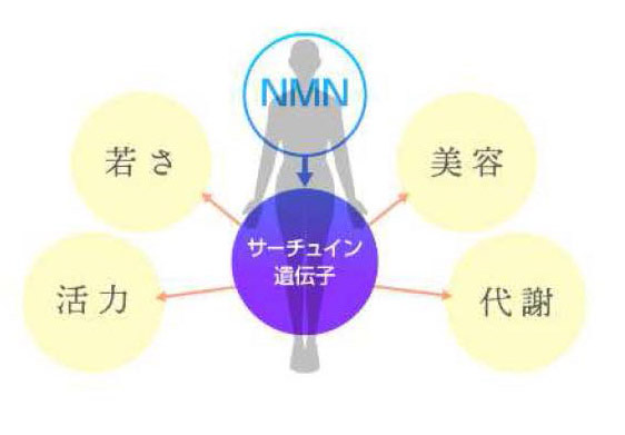 若さ、活力、美容。代謝